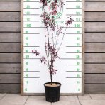 Slivka čerešňoplodá (Prunus cerasifera) ´PISSARDII´ - výška 170-200 cm, kont. C5L